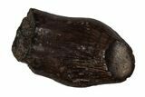 Cretaceous Fossil Dinosaur (Thescelosaurus) Tooth - Montana #356991-1